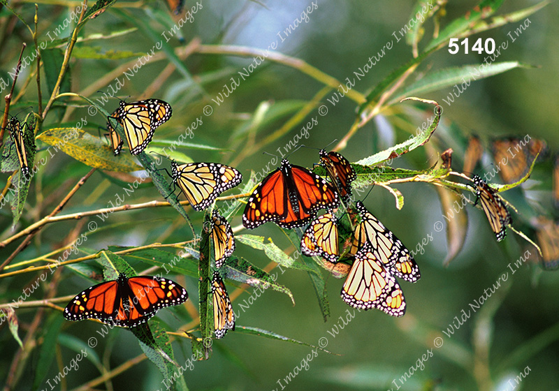 Monarch (Danaus plexippus)